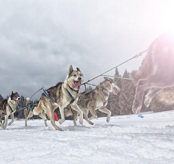 Mushing